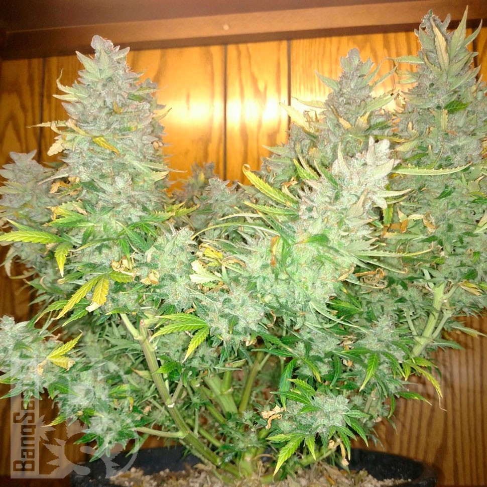 семена конопли медицинской Auto CBD Northern Lights feminised семена конопли медицинской Auto CBD Northern Lights feminised