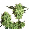 Marley's Collie feminised Ganja Seeds Marley's Collie feminised Ganja Seeds