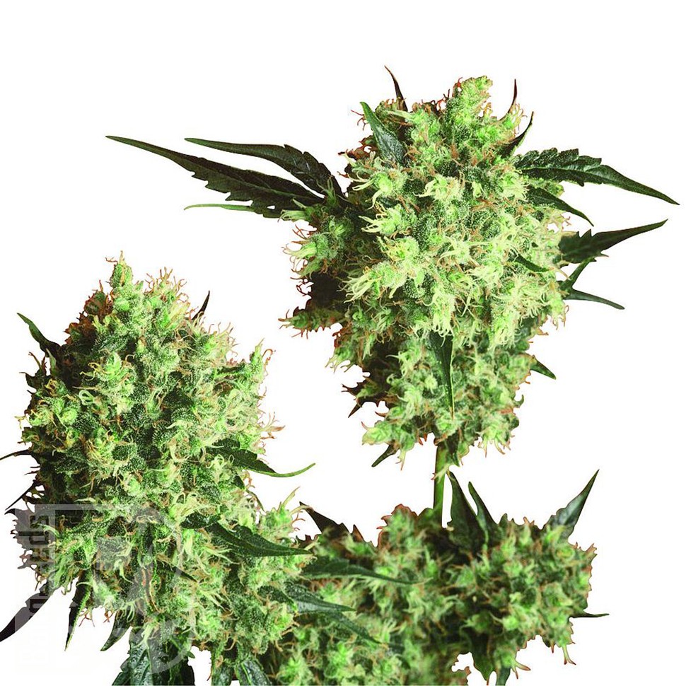 Marley's Collie feminised Ganja Seeds Marley's Collie feminised Ganja Seeds