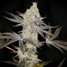 Семена ганжа Auto Zkittlez OG feminised Ganja Seeds Семена ганжа Auto Zkittlez OG feminised Ganja Seeds