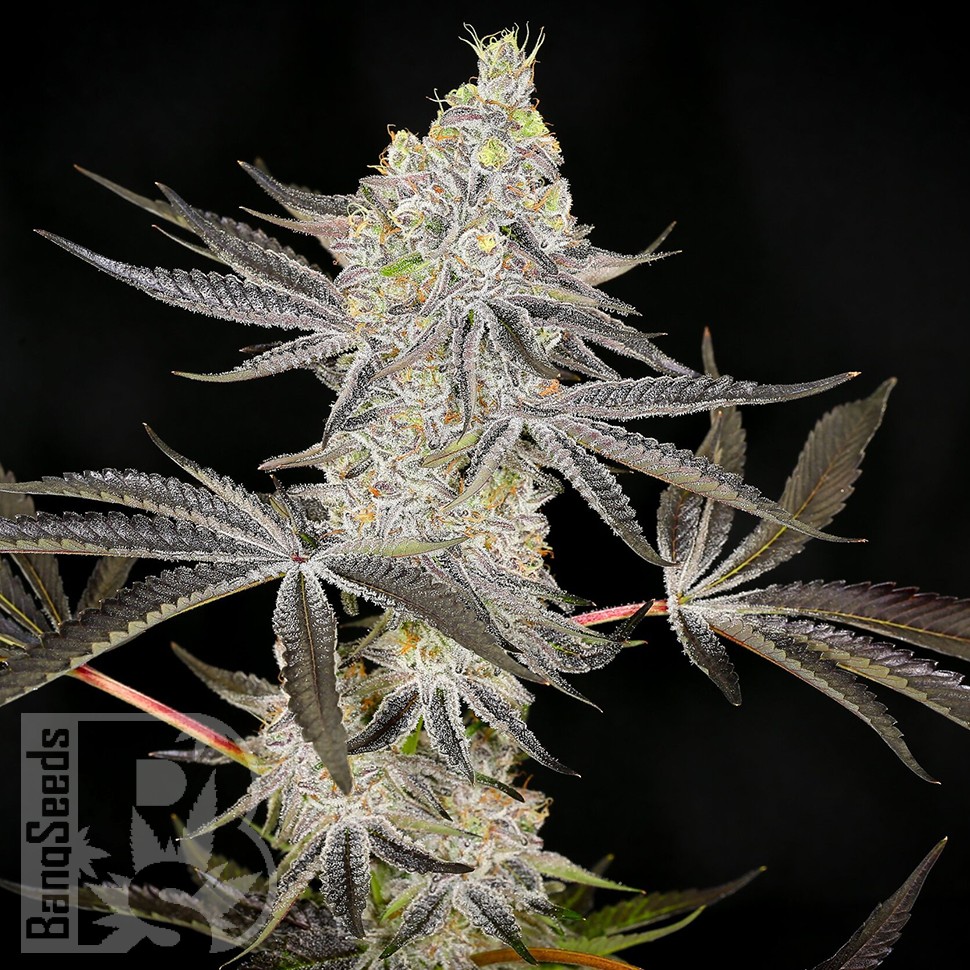 Семена ганжа Auto Zkittlez OG feminised Ganja Seeds Семена ганжа Auto Zkittlez OG feminised Ganja Seeds