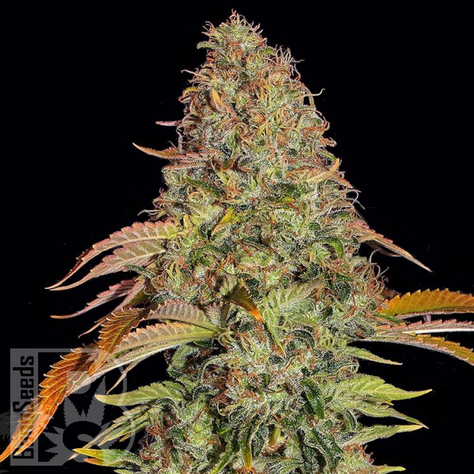 Семена ганжа Auto Zkittlez OG feminised Ganja Seeds Семена ганжа Auto Zkittlez OG feminised Ganja Seeds