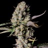 Auto Zkittlez OG feminised Ganja Seeds