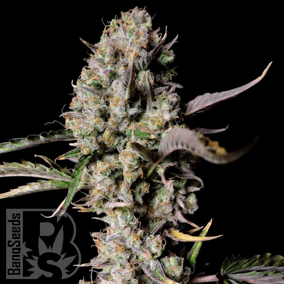 Семена ганжа Auto Zkittlez OG feminised Ganja Seeds