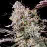 Семена ганжа Auto Zkittlez OG feminised Ganja Seeds Семена ганжа Auto Zkittlez OG feminised Ganja Seeds
