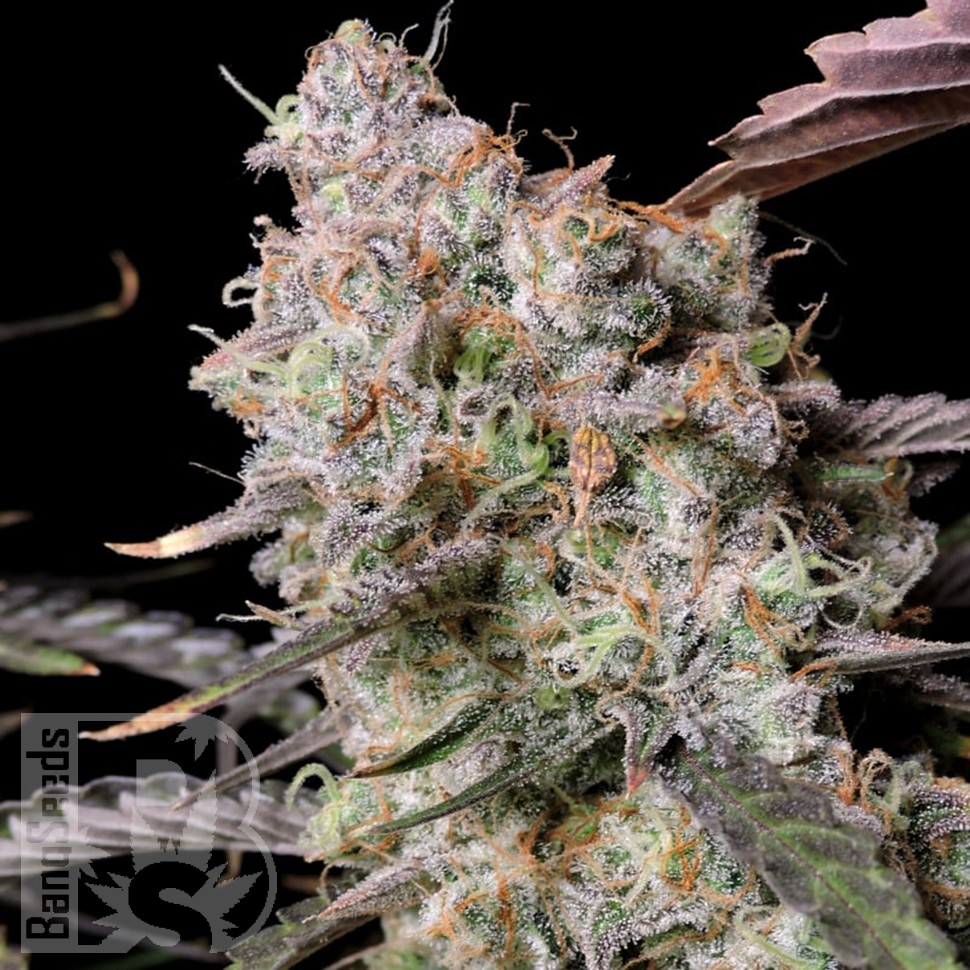 Семена ганжа Auto Zkittlez OG feminised Ganja Seeds Семена ганжа Auto Zkittlez OG feminised Ganja Seeds