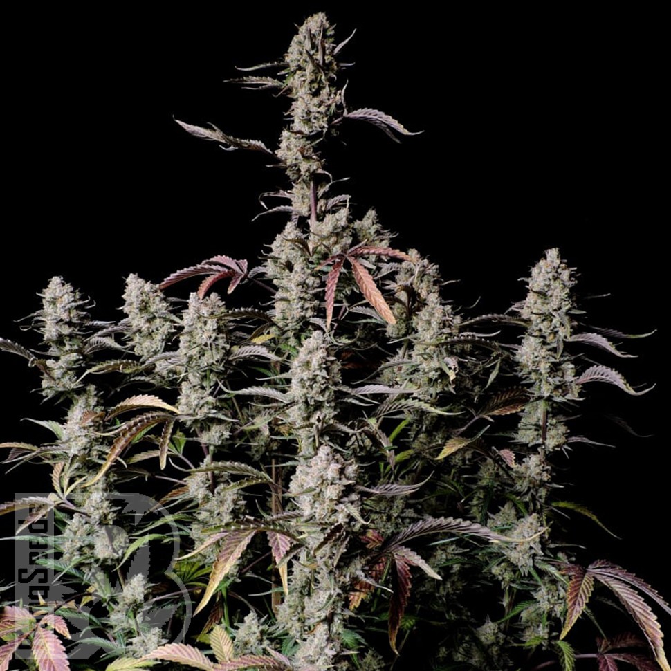 Семена ганжа Auto Zkittlez OG feminised Ganja Seeds Семена ганжа Auto Zkittlez OG feminised Ganja Seeds