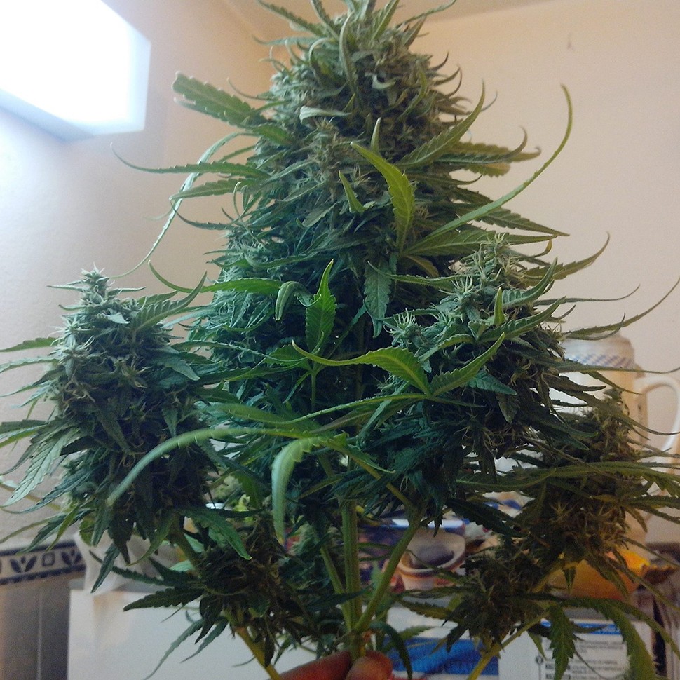 Семена конопли Moby Dick feminised Ganja Seeds