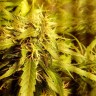 купить семена конопли для выращивания Moby Dick feminised купить семена конопли для выращивания Moby Dick feminised