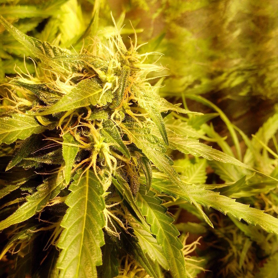 купить семена конопли для выращивания Moby Dick feminised купить семена конопли для выращивания Moby Dick feminised