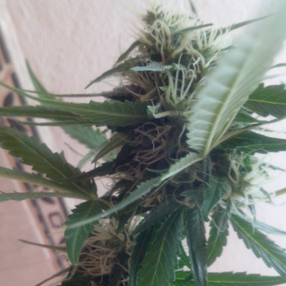 купить семена конопли Киев Moby Dick feminised купить семена конопли Киев Moby Dick feminised