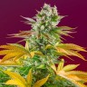 Покупка дешевых семян Gorilla Girl feminised Ganja Seeds Fast Version Покупка дешевых семян Gorilla Girl feminised Ganja Seeds Fast Version