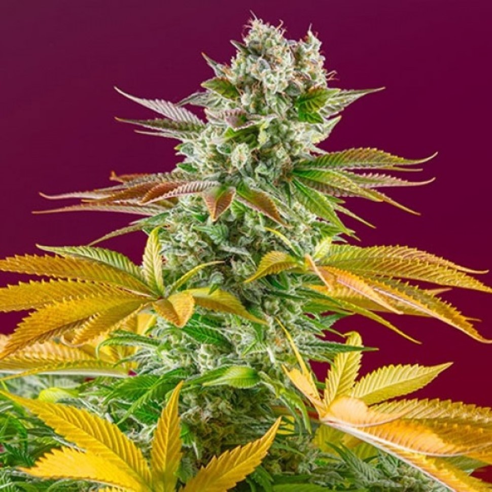 Семена марихуаны Gorilla Girl feminised Fast Version Ganja Seeds