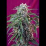 Купить лучшие семена Gorilla Girl feminised Fast Version Купить лучшие семена Gorilla Girl feminised Fast Version