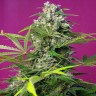 Качественные и дешёвые семенаGorilla Girl feminised Ganja Seeds Fast Version Качественные и дешёвые семенаGorilla Girl feminised Ganja Seeds Fast Version