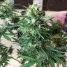 Семена Auto Northern Lights x AK feminised Ganja Seeds Семена Auto Northern Lights x AK feminised Ganja Seeds