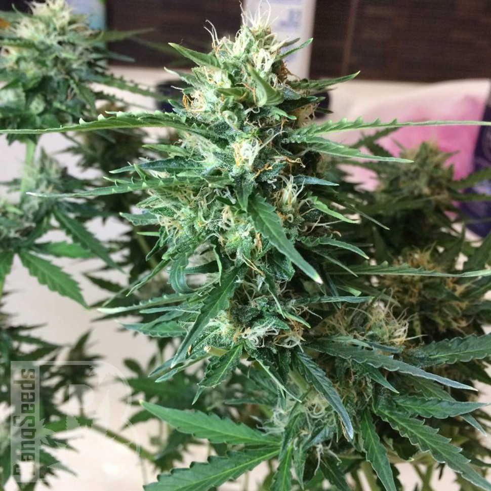 Семена Auto Northern Lights x AK feminised Ganja Seeds Семена Auto Northern Lights x AK feminised Ganja Seeds