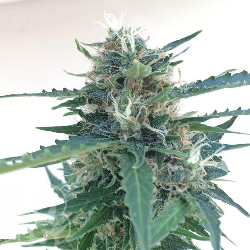 Семки Auto Northern Lights x AK feminised Ganja Seeds Семки Auto Northern Lights x AK feminised Ganja Seeds