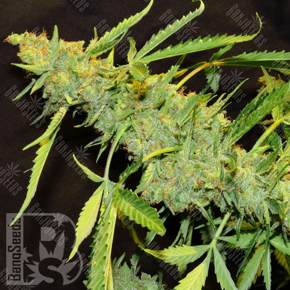 Семена марихуаны Auto Northern Lights x AK feminised Ganja Seeds