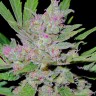 Mass feminised Ganja Seeds Mass feminised Ganja Seeds