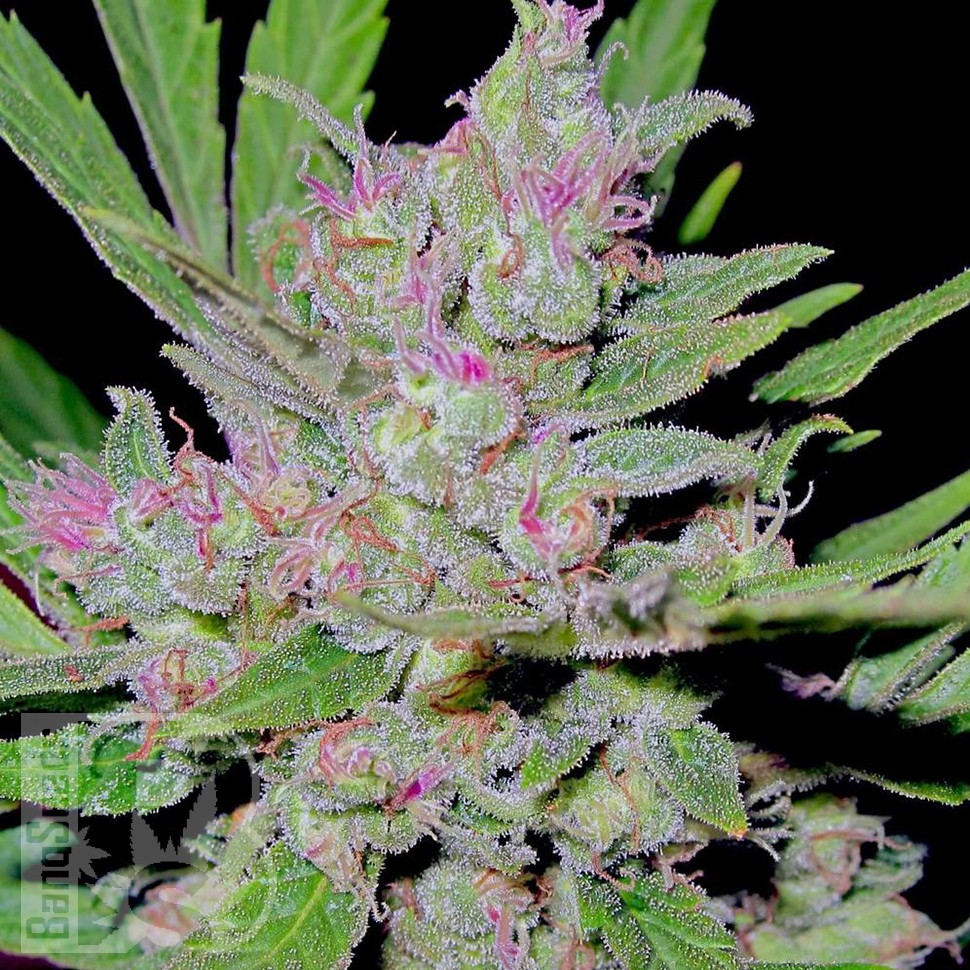 Mass feminised Ganja Seeds Mass feminised Ganja Seeds