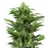 Mass feminised Ganja Seeds Mass feminised Ganja Seeds