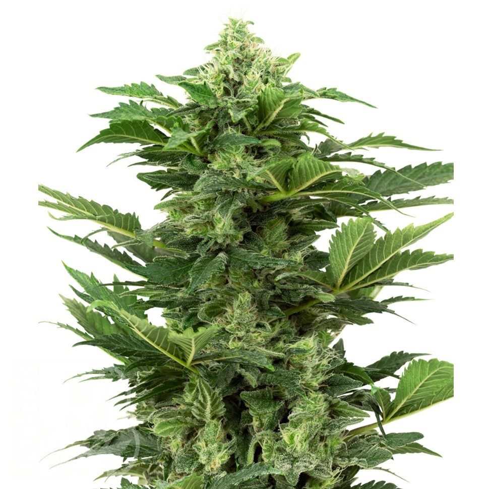 Mass feminised Ganja Seeds Mass feminised Ganja Seeds