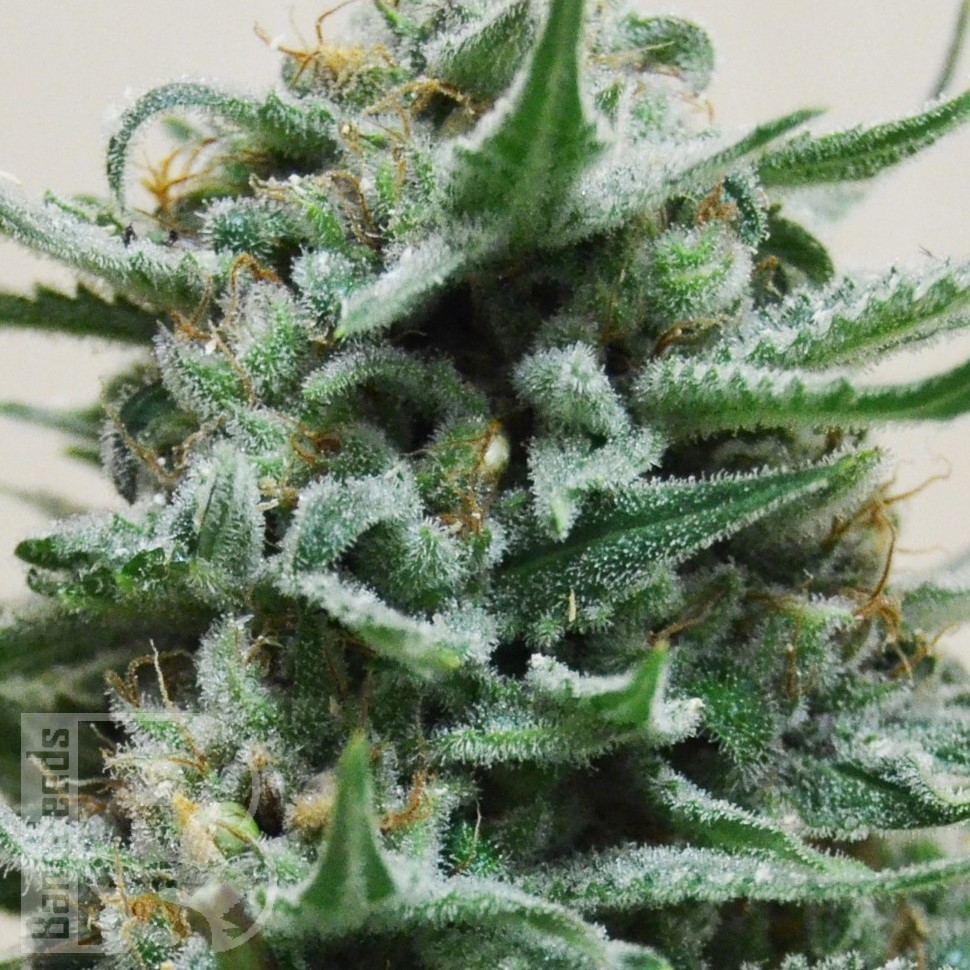 Mass feminised Ganja Seeds Mass feminised Ganja Seeds