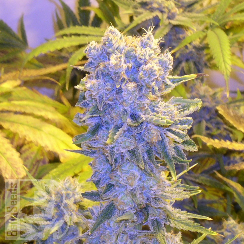 Семена конопли Northern Lights x Chronic feminised Ganja Seeds