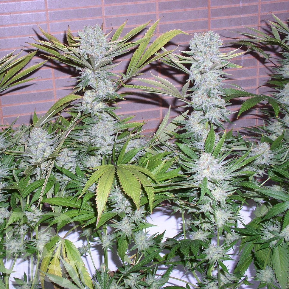 Семена конопли Northern Lights x Chronic feminised Ganja Seeds Семена конопли Northern Lights x Chronic feminised Ganja Seeds