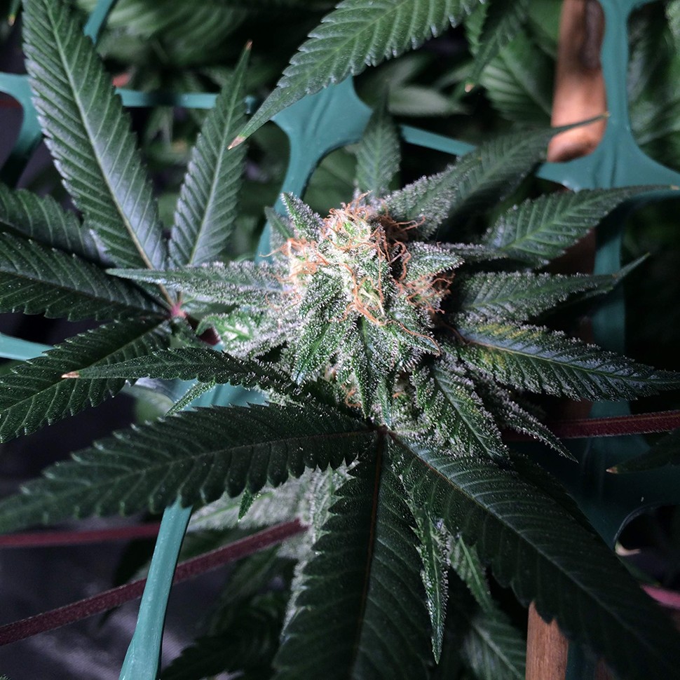 Семена конопли Pegas regular Ganja Seeds