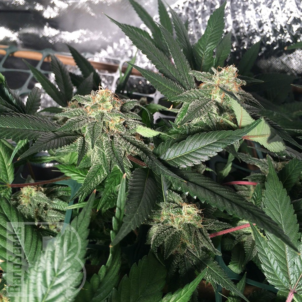 заказать семена конопли наложенным платежом Pegas reg заказать семена конопли наложенным платежом Pegas reg