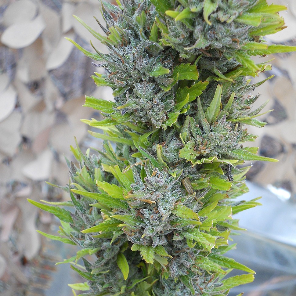 Семена марихуаны Colombian Gold feminised Ganja Seeds