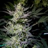 заказать семена индийской конопли Auto White Diesel Haze reg заказать семена индийской конопли Auto White Diesel Haze reg