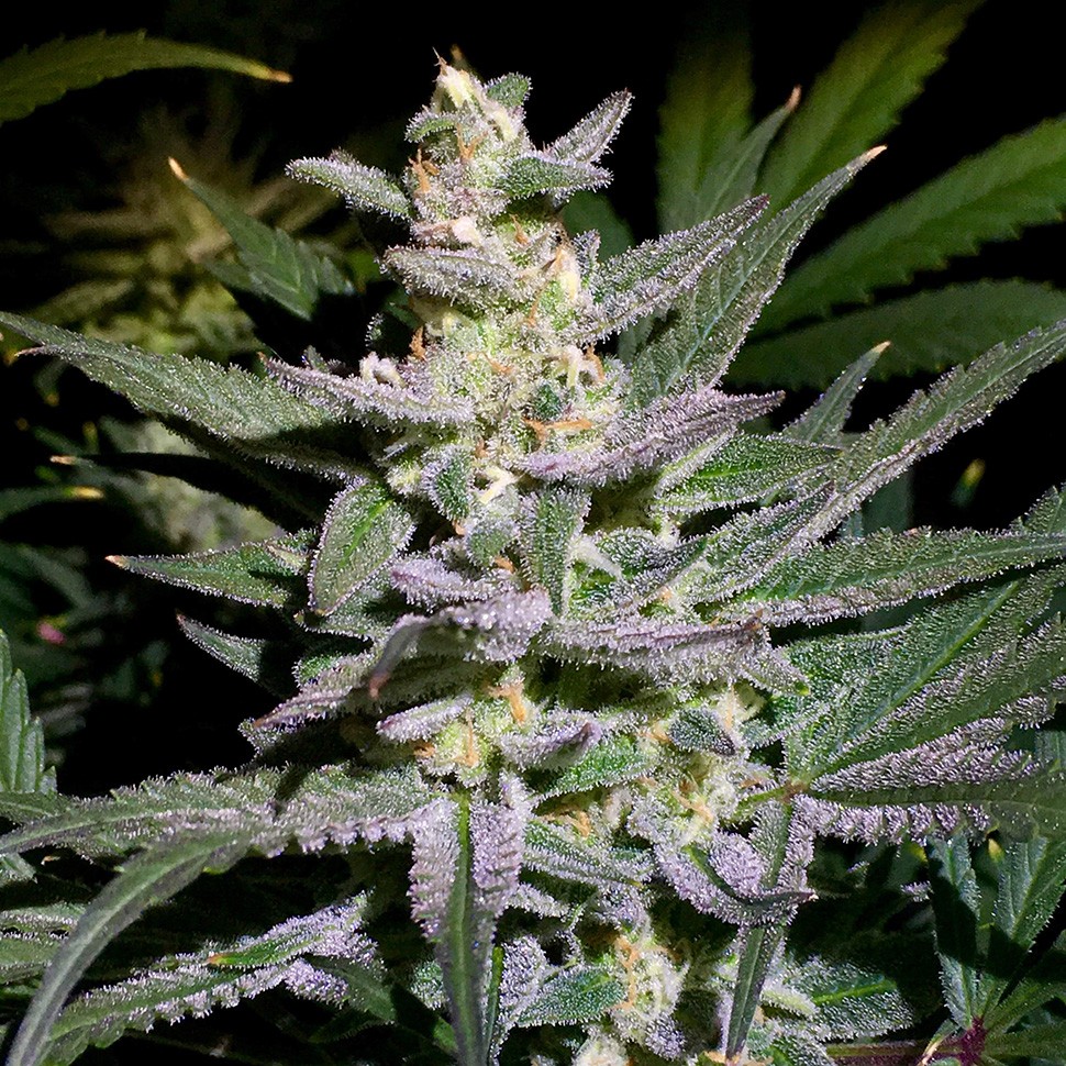 заказ семян конопли Алма-Ата Auto White Diesel Haze reg заказ семян конопли Алма-Ата Auto White Diesel Haze reg