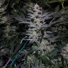 заказать семена конопли Auto White Diesel Haze reg заказать семена конопли Auto White Diesel Haze reg