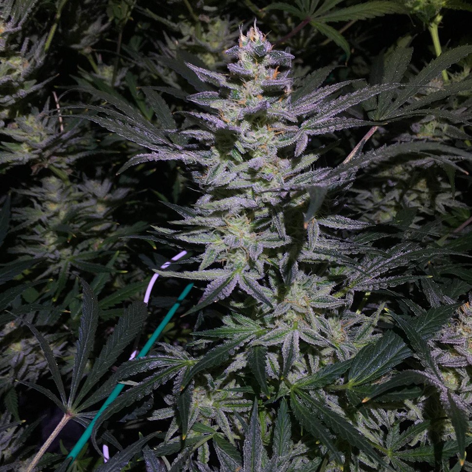 заказать семена конопли Auto White Diesel Haze reg заказать семена конопли Auto White Diesel Haze reg