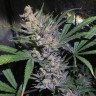 семена конопли скороспелый купить Auto White Diesel Haze reg семена конопли скороспелый купить Auto White Diesel Haze reg