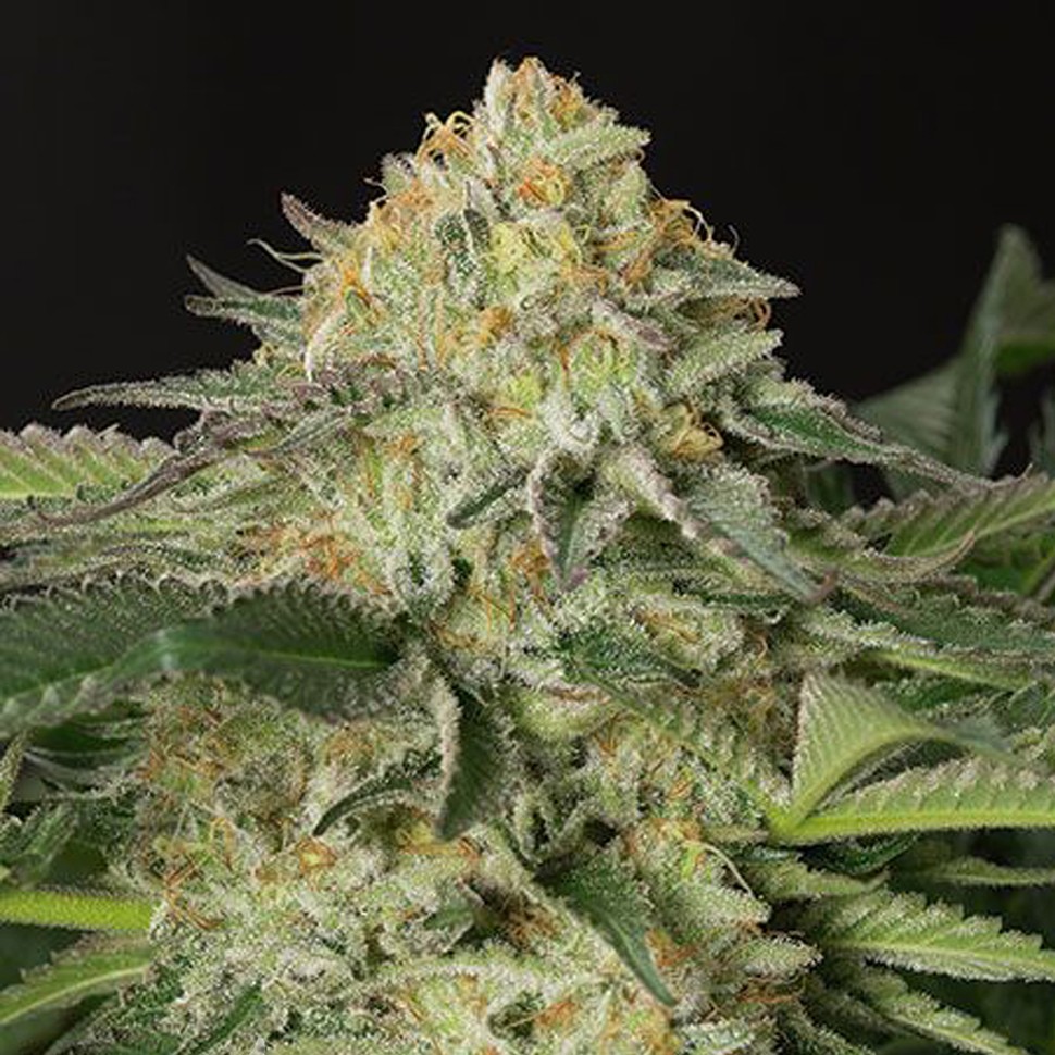 Семена конопли Amnesia Lemon feminised Ganja Seeds