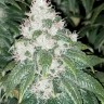 Семена конопли Amnesia Lemon feminised Ganja Seeds Семена конопли Amnesia Lemon feminised Ganja Seeds