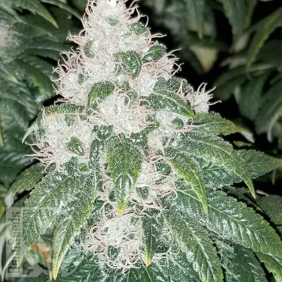 Семена конопли Amnesia Lemon feminised Ganja Seeds Семена конопли Amnesia Lemon feminised Ganja Seeds