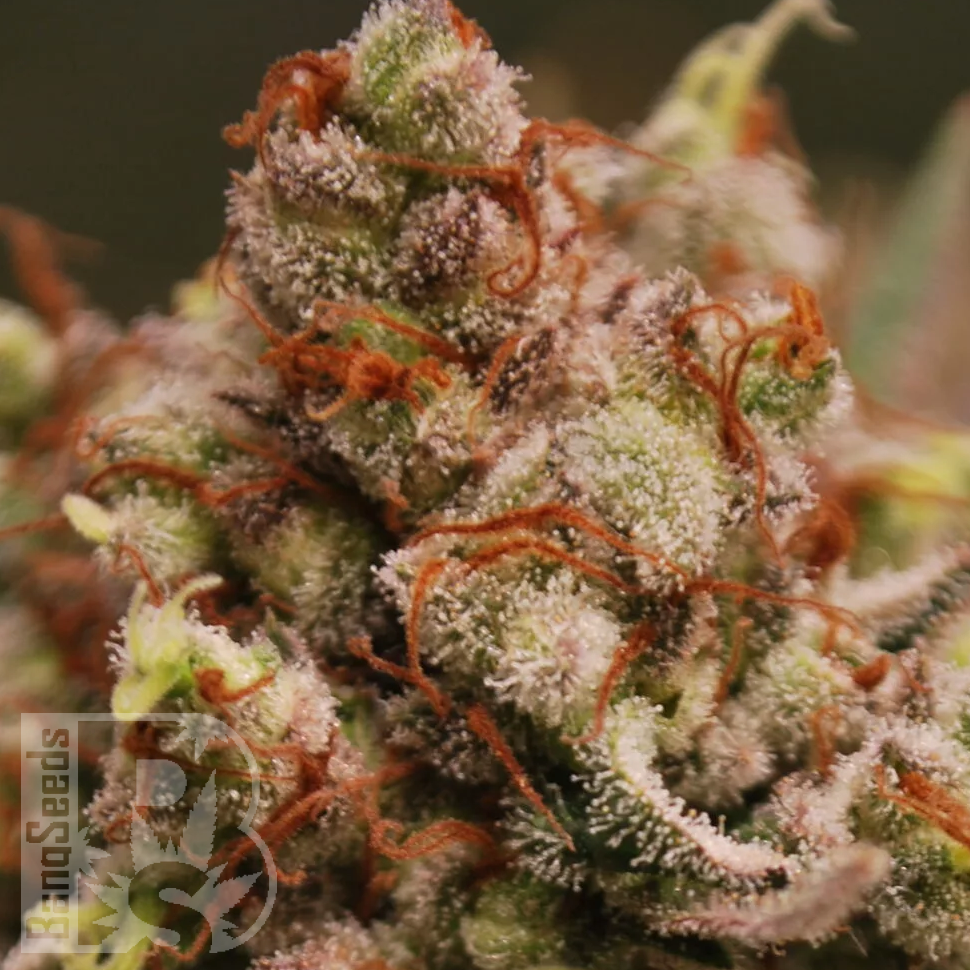 Семена конопли Amnesia Lemon feminised Ganja Seeds Семена конопли Amnesia Lemon feminised Ganja Seeds