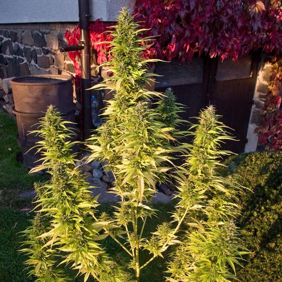 заказать семена конопли Auto Orange feminised заказать семена конопли Auto Orange feminised