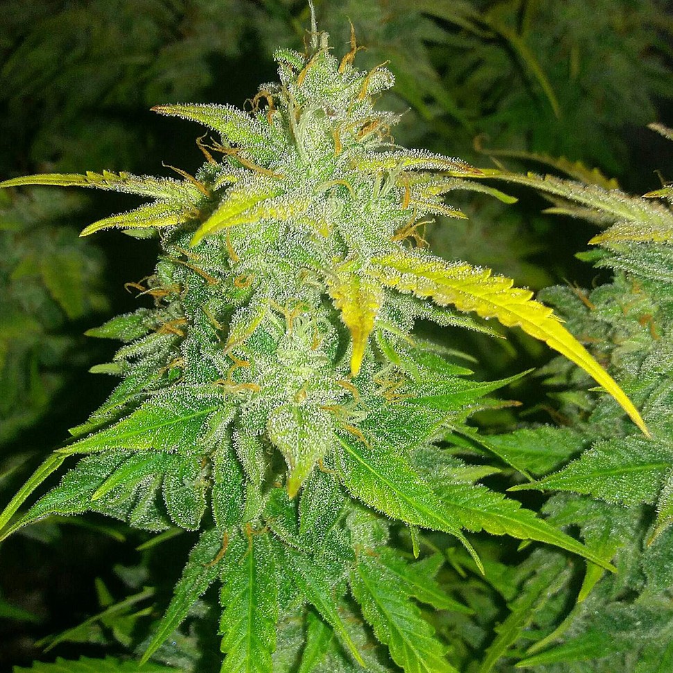 заказ семян конопли Auto Orange feminised заказ семян конопли Auto Orange feminised