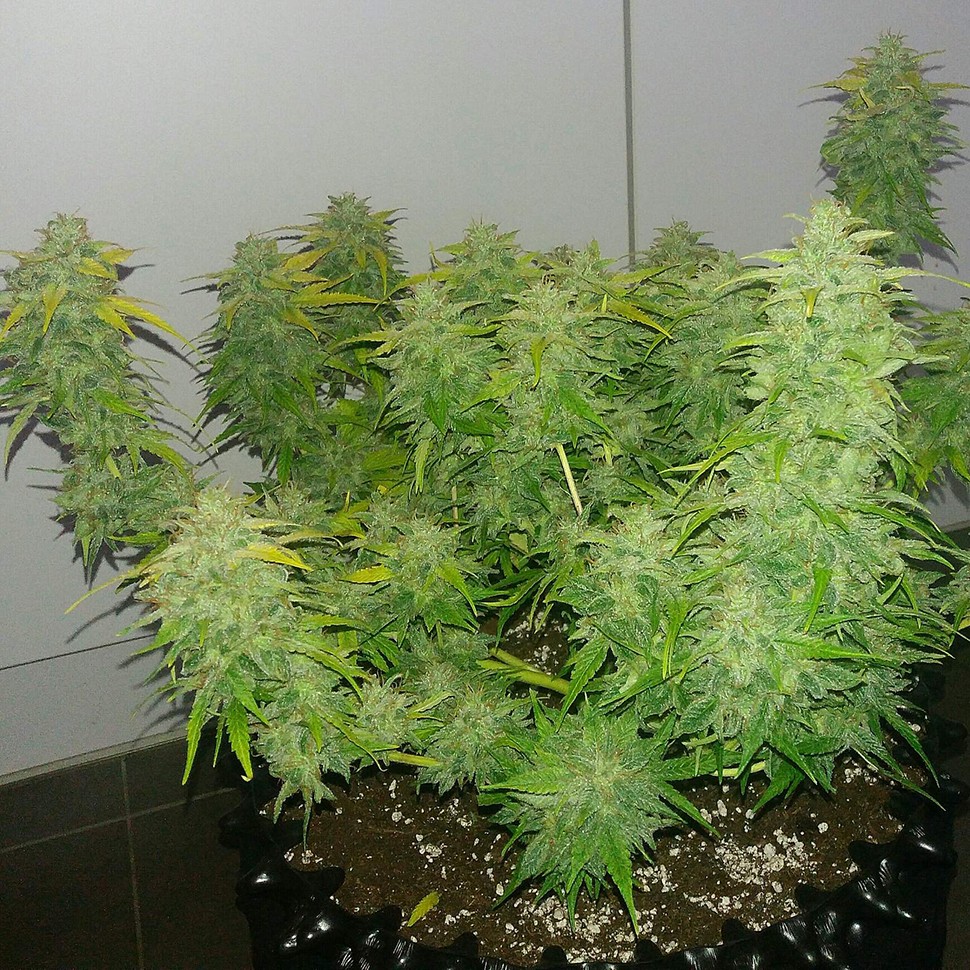 Семена конопли Auto Orange feminised Ganja Seeds
