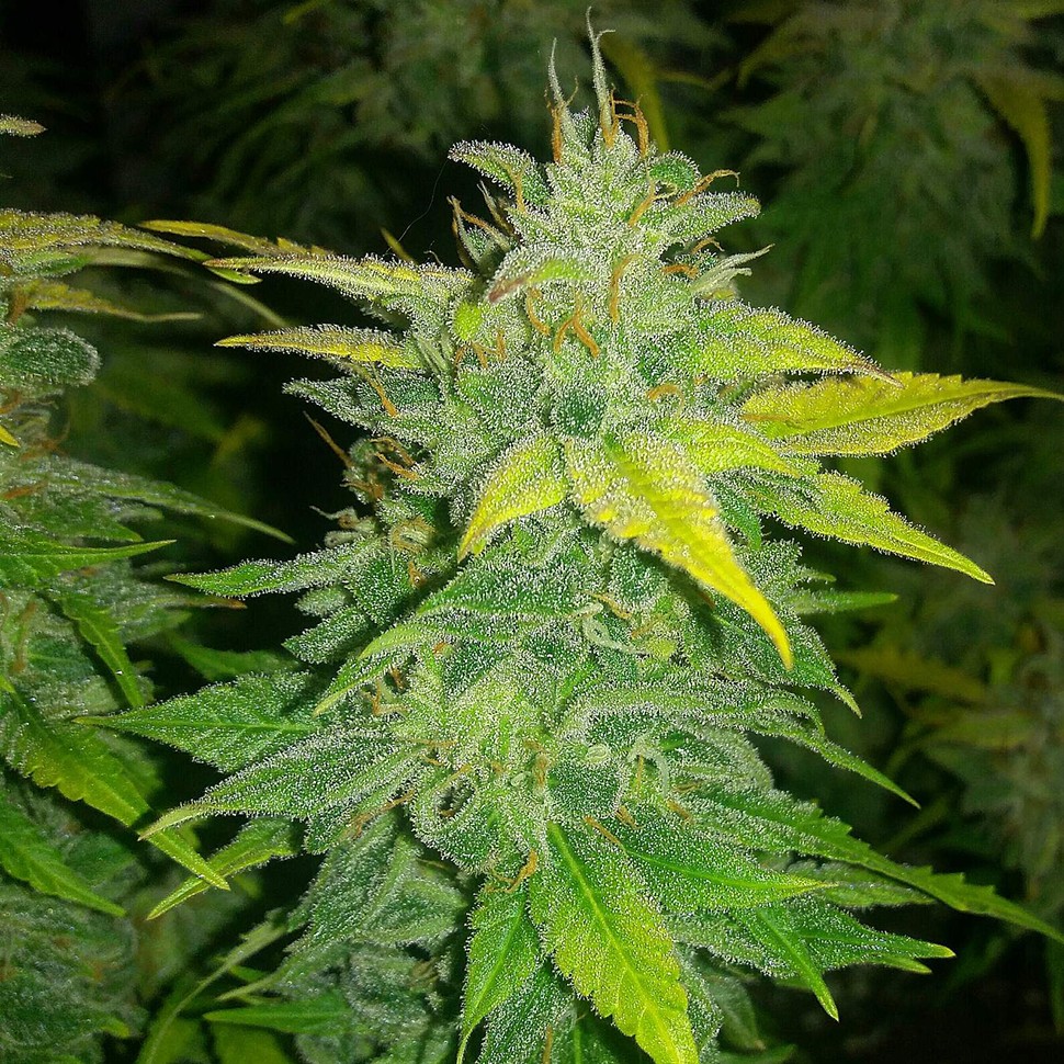 заказать семена конопли почтой Auto Orange feminised заказать семена конопли почтой Auto Orange feminised