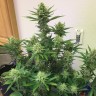 где можно заказать семена конопли Auto Orange feminised где можно заказать семена конопли Auto Orange feminised