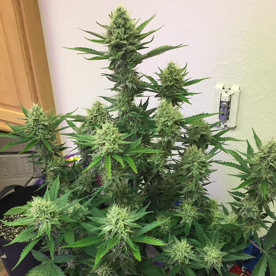 где можно заказать семена конопли Auto Orange feminised где можно заказать семена конопли Auto Orange feminised