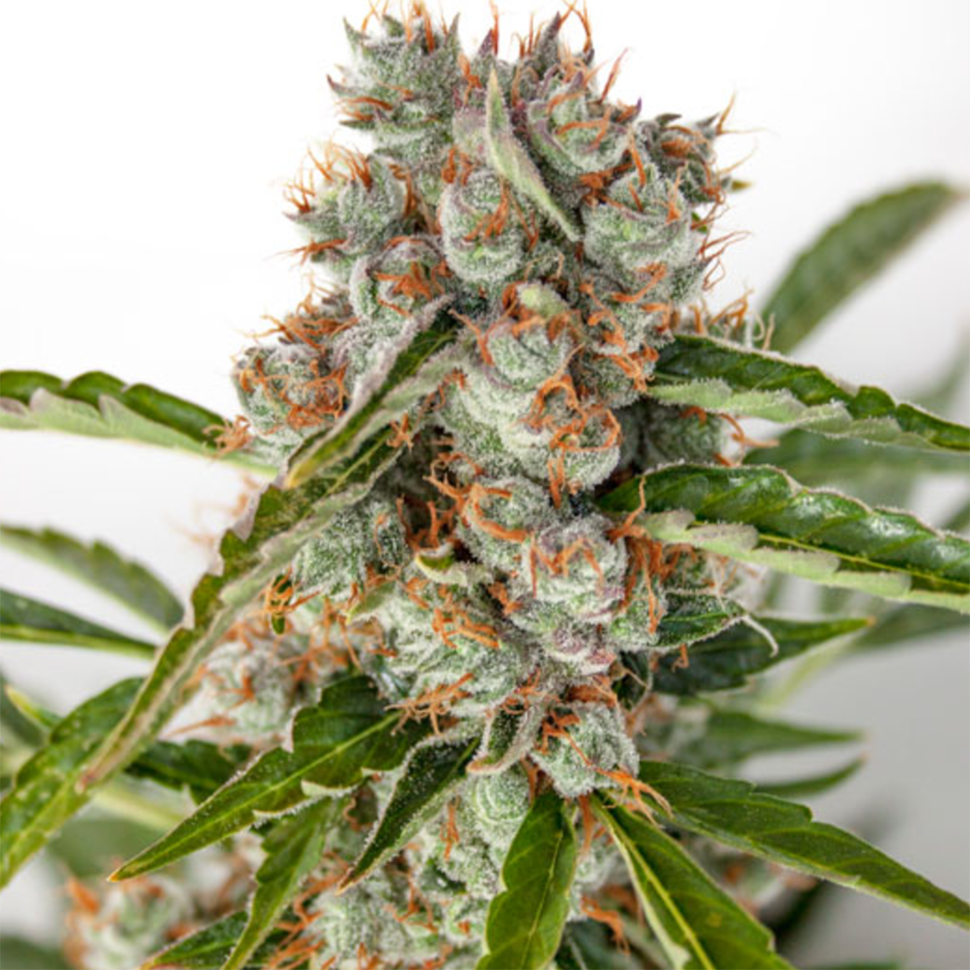 купить урожайные семена конопли Auto Orange feminised купить урожайные семена конопли Auto Orange feminised