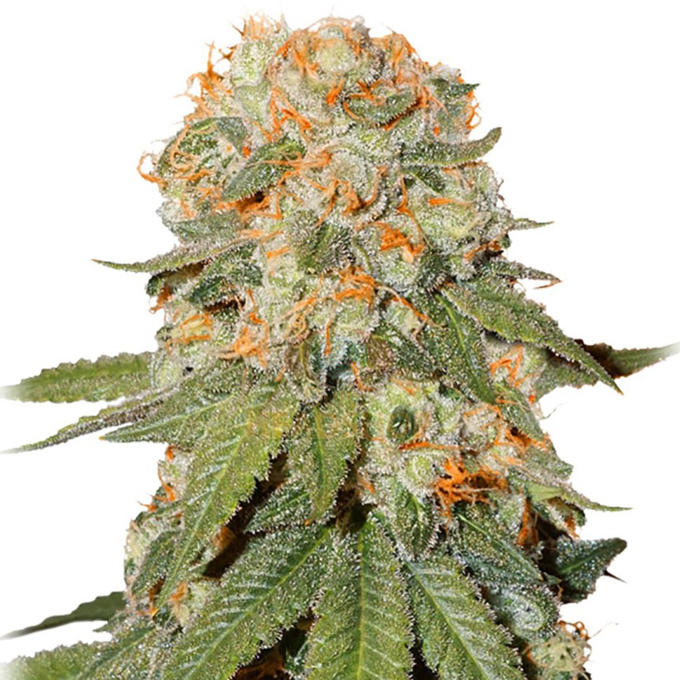 купить семена конопли интернет магазин Auto Orange feminised купить семена конопли интернет магазин Auto Orange feminised